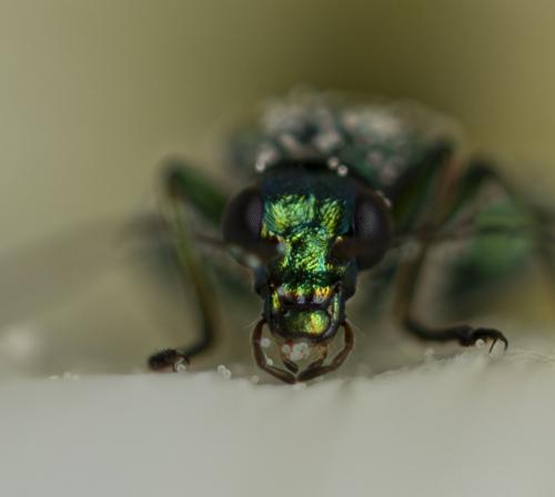 Oedemera nobilis